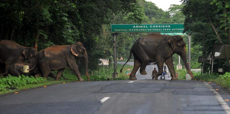 Assam human-elephant conflict