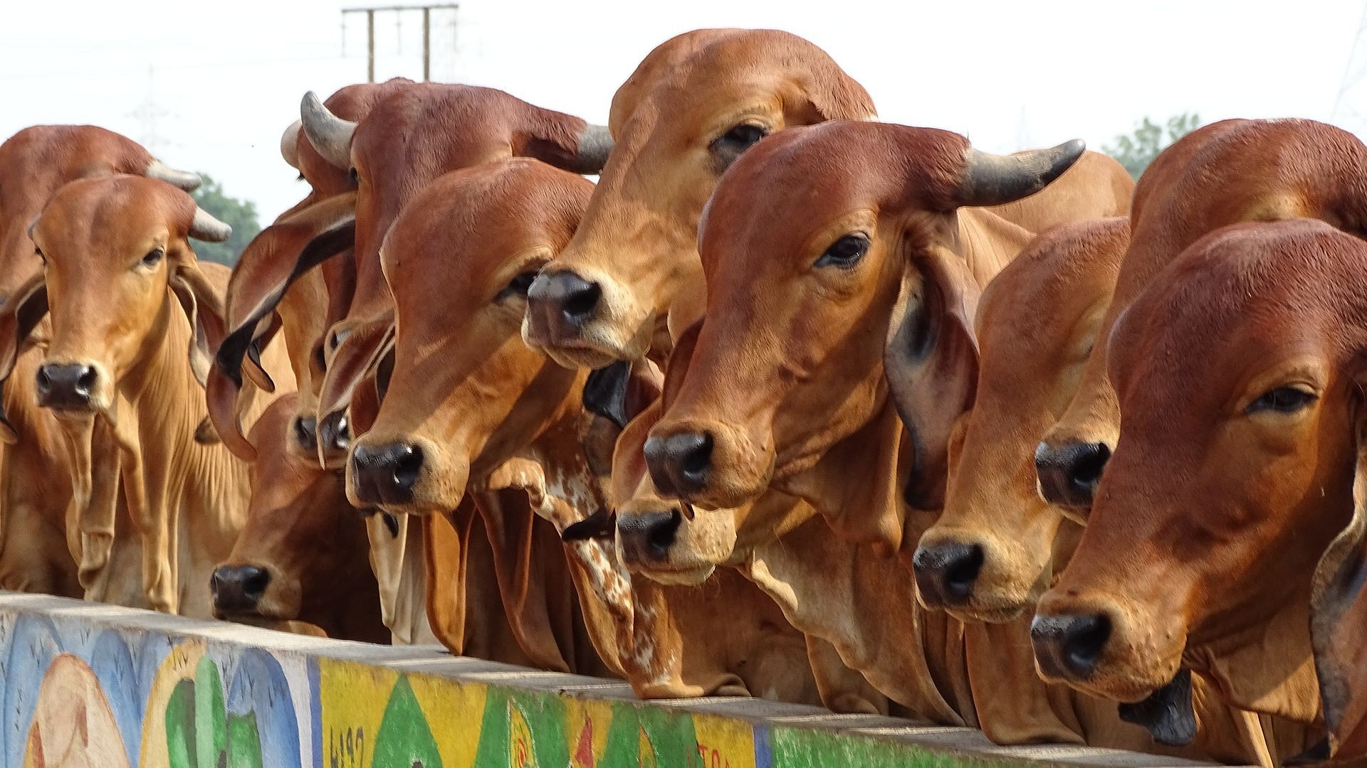 Govt of Sri Lanka bans cattle slaughter; to import beef for consumers