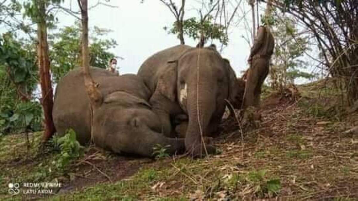 elephants killed