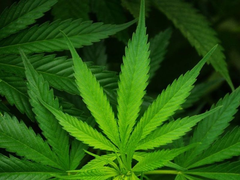 Assam: Three drug peddlers held, 30 kg cannabis seized