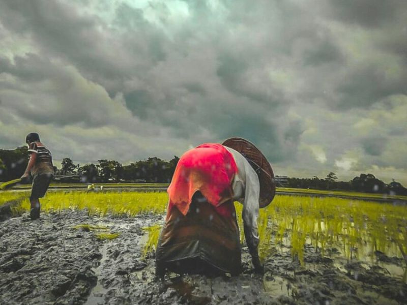 rice cultivation in Assam rain NE