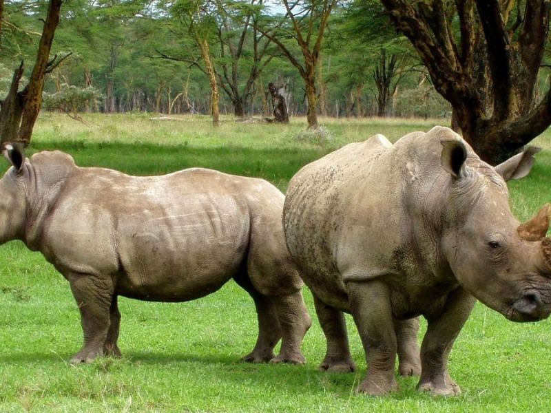 World’s largest private rhino herd doesn’t have a buyer — or much of a future