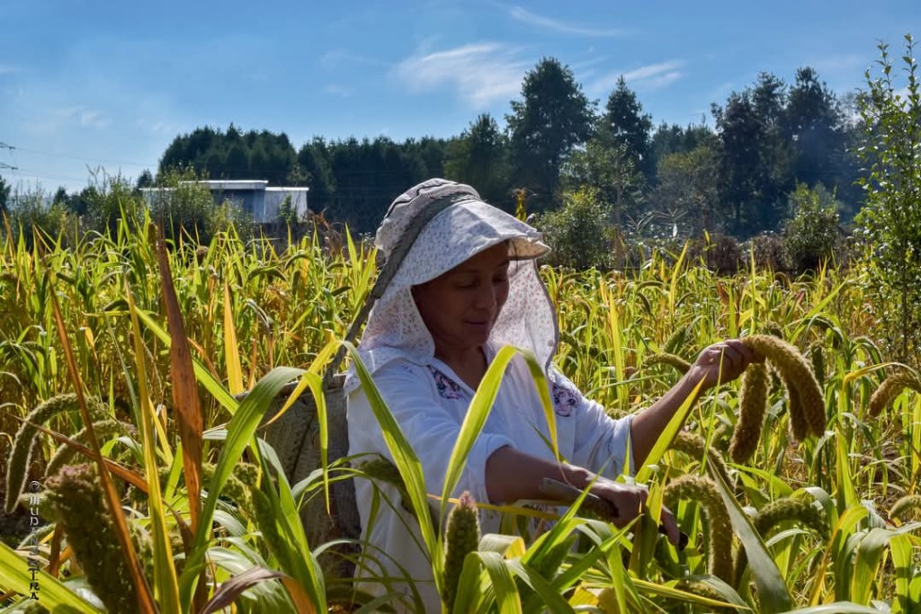 Heatwaves in Ziro: Climate change hitting Arunachal hard, and locals are worried 3
